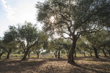Zeytin ağaçları ve güneş ışınları