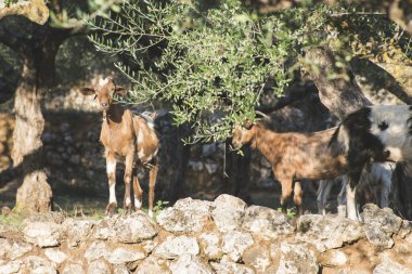 Zeytin ağaçları arasında Evcil keçi