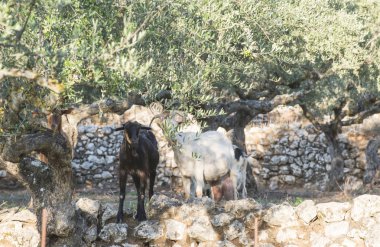 Zeytin ağaçları arasında Evcil keçi