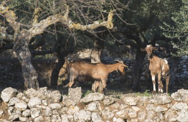 Zeytin ağaçları arasında Evcil keçi