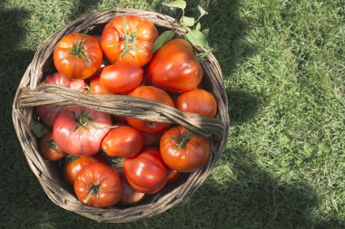 Ahşap sepet domates