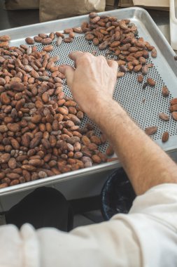 Eller adedini kakao çekirdekleri