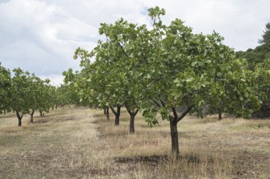 Pistachio trees in Greece clipart