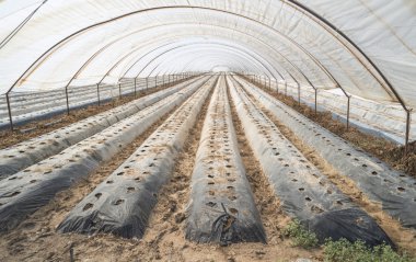 Sera bitkiler olmadan