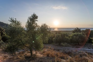 Zeytin ağaçları ve güneş ışınları