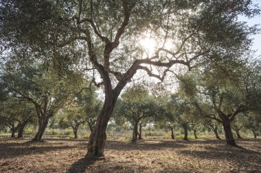 Zeytin ağaçları ve güneş ışınları