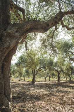 Zeytin ağaçları ve güneş ışınları