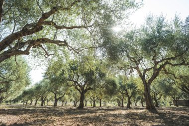 Zeytin ağaçları ve güneş ışınları