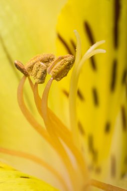 güzel çiçek çiçek