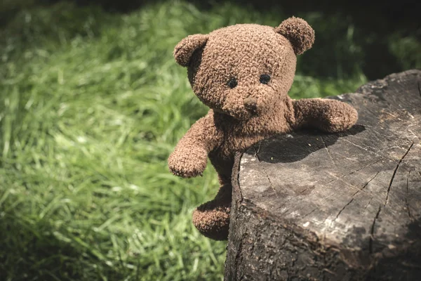 Medvídek na trávě — Stock fotografie
