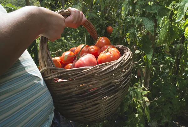 Человек собирает помидоры в корзине — стоковое фото