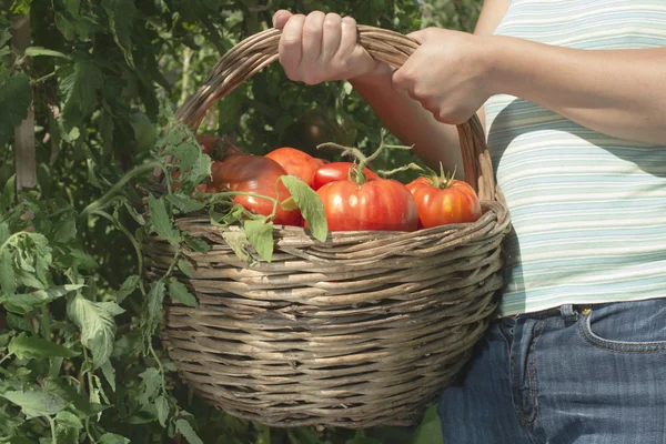 Uomo raccolta pomodori nel cestino — Foto Stock