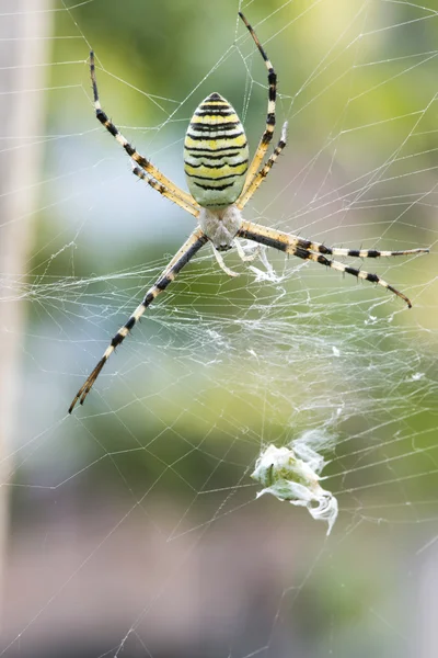 Pók kertben közelről — Stock Fotó