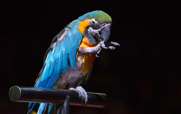 在马戏团的蓝鹦鹉 — 图库照片