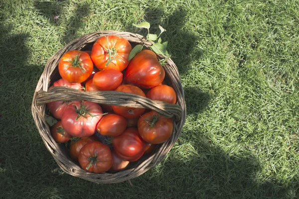 Tomatoes in wooden basket — Stock Photo, Image