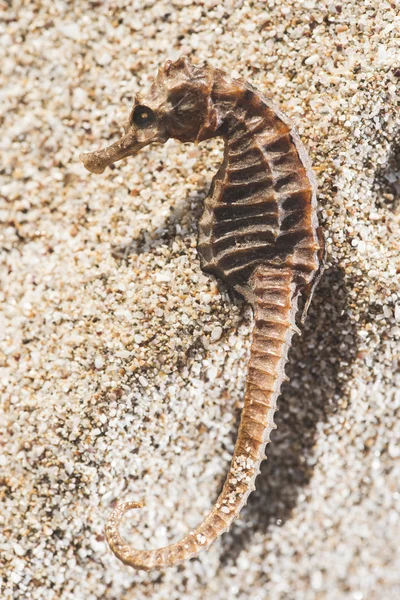 Cavalluccio marino sulla spiaggia e luce del sole — Foto Stock