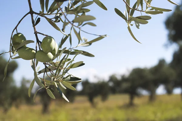 Оливкові гілки на передньому плані — стокове фото