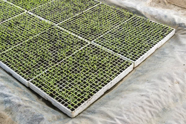 Plantáž sazenice salátu — Stock fotografie