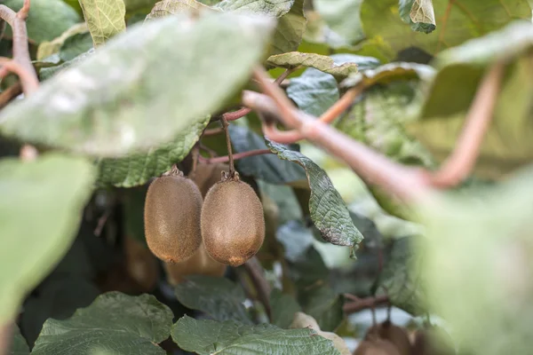 Kiwi planta på ljusa dagen — Stockfoto