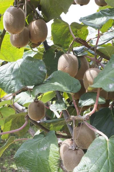 Kiwi plant op daglicht — Stockfoto