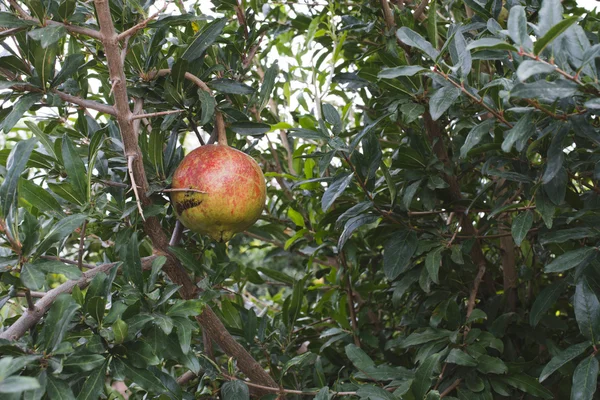 Granaatappel bomen met vruchten — Stockfoto