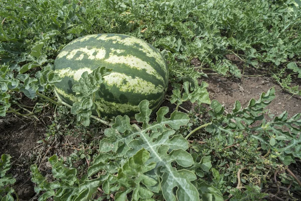 Wassermelone auf grünem Feld — Stockfoto