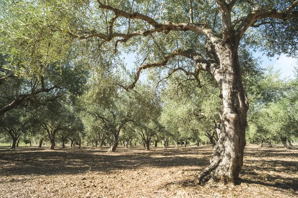 Oliveiras em plantação — Fotografia de Stock