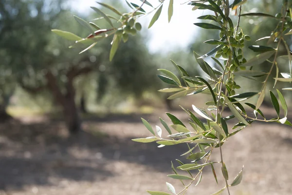 Ramas de olivo en primer plano — Foto de Stock