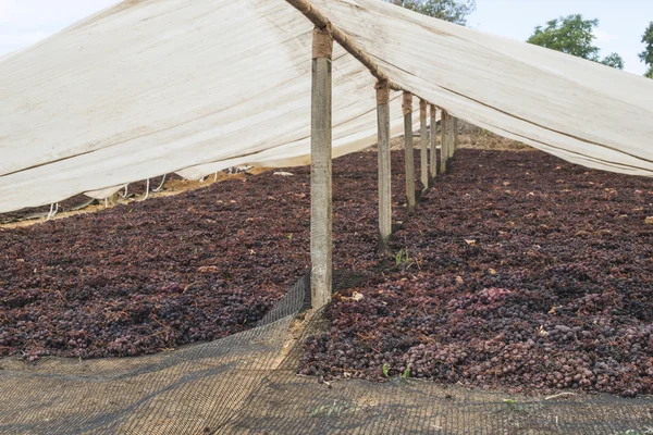 Uvas de secado para pasas — Foto de Stock