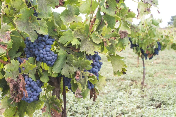 Blaue Trauben in Reihe — Stockfoto