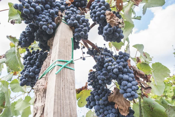 Uvas azules en matriz — Foto de Stock