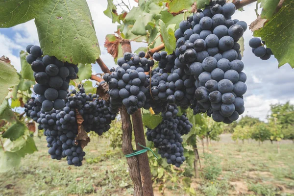 Синий виноград в массиве — стоковое фото