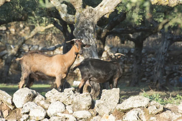 Прирученные козы среди оливковых деревьев — стоковое фото