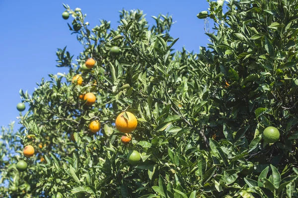 Апельсиновые деревья на плантациях — стоковое фото