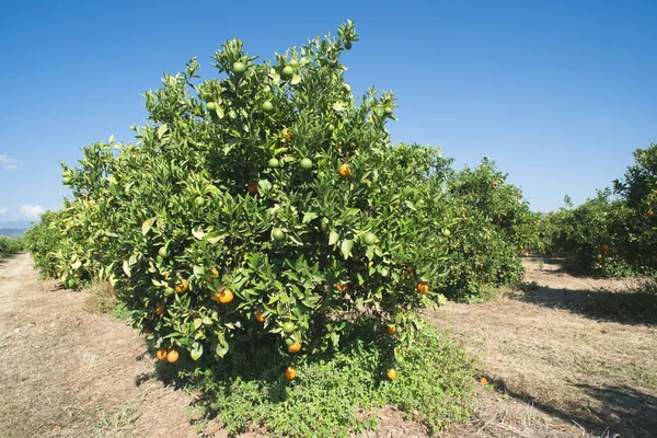 Naranjos en plantación — Foto de Stock