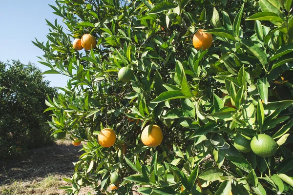 Naranjos en plantación — Foto de Stock