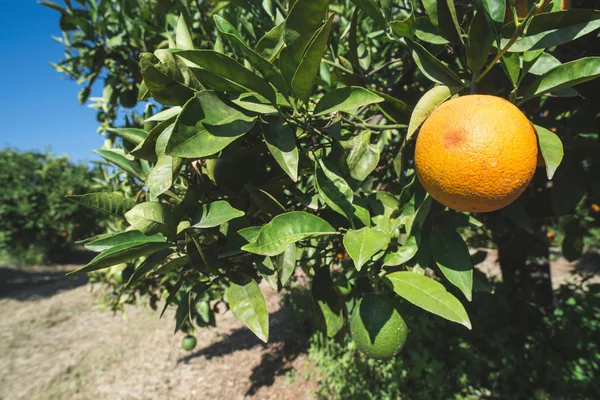 Orangers dans la plantation — Photo