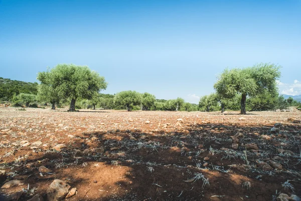 Drzew oliwnych plantacji — Zdjęcie stockowe