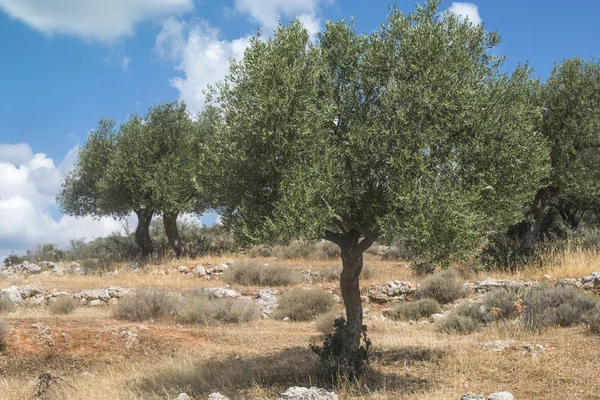 Drzew oliwnych plantacji — Zdjęcie stockowe