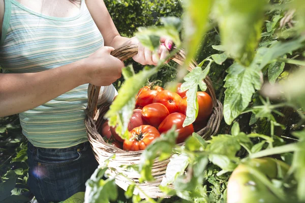 Kadın malzeme çekme domates sepeti — Stok fotoğraf