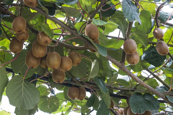 Kiwi-Plantagen — Stockfoto