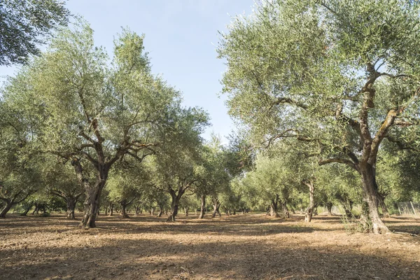 Oliveiras em plantação — Fotografia de Stock