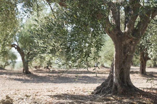 Oliveiras em plantação — Fotografia de Stock