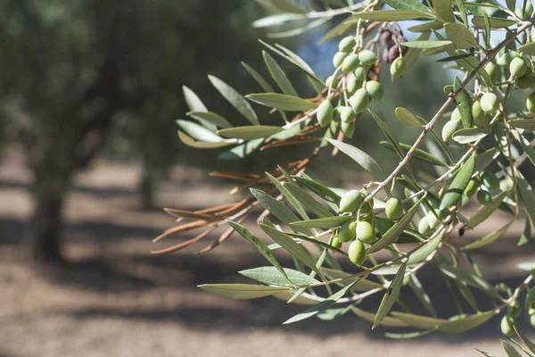 Ramas de olivo en primer plano — Foto de Stock