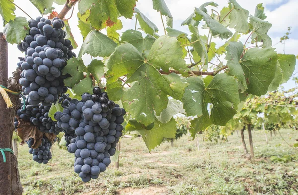 Uvas azules en matriz — Foto de Stock