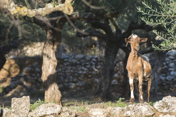Zeytin ağaçları arasında Evcil keçi — Stok fotoğraf