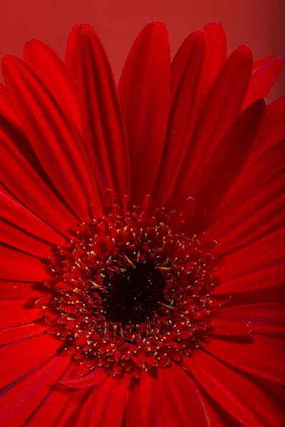 Gerbera fiore — Foto Stock