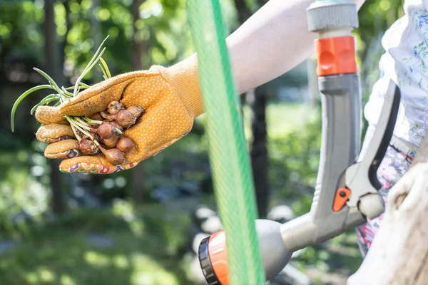 Händer som håller växt lökar — Stockfoto