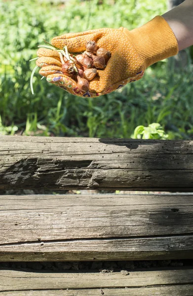 Mani che tengono i bulbi delle piante — Foto Stock