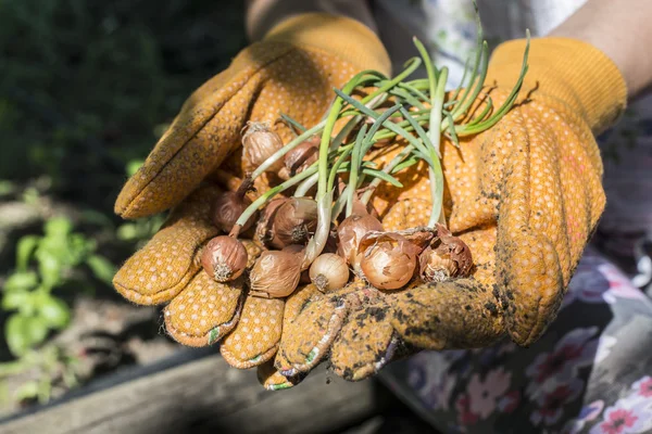 Manos sosteniendo bulbos de plantas — Foto de Stock